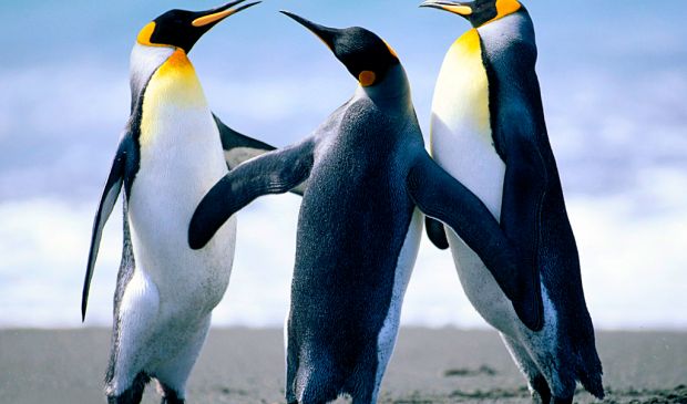 Фотография Демо площадка по футболу