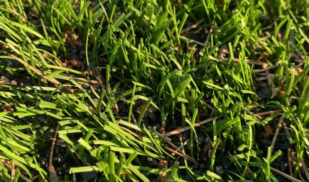 Фотография Футбольное поле в усадьбе 